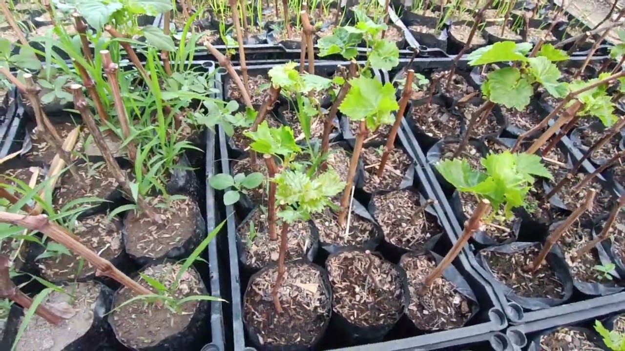 Brotes de esquejes 