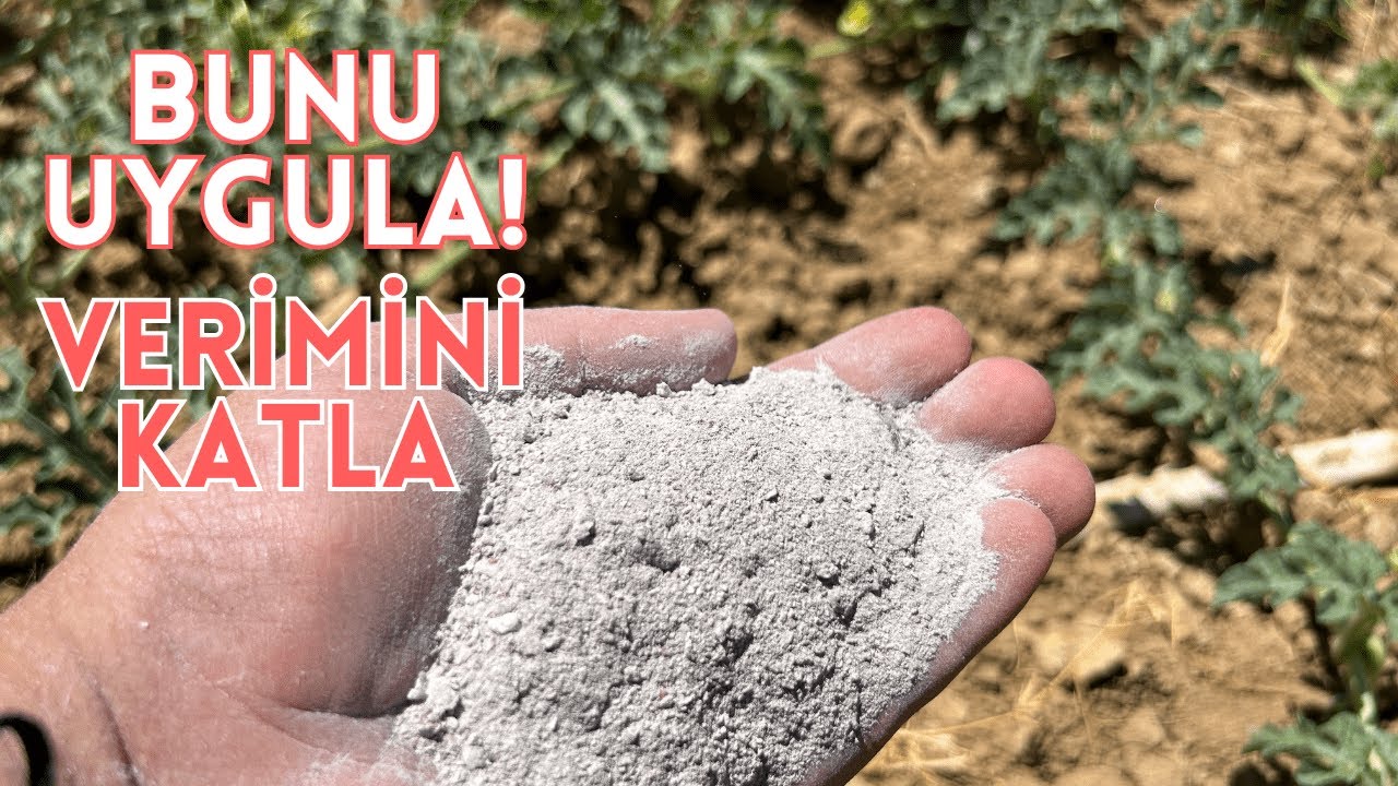 Domates🍅, Biber🌶️, Salatalıkta🥒 Veriminizi Arttıracak Doğal Çözüm (Bahçenize Mutlaka Uygulayın)