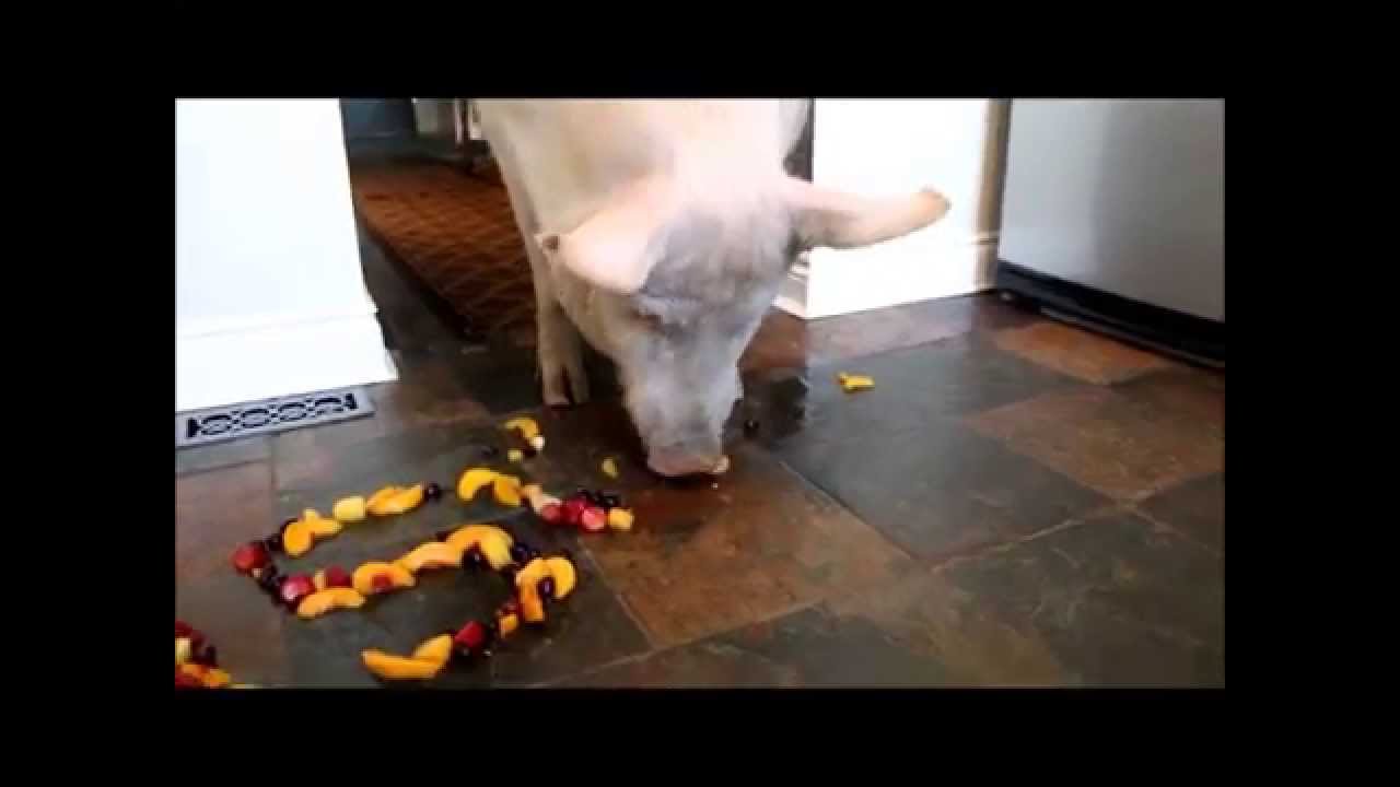 Esther the Wonder Pig Milestone