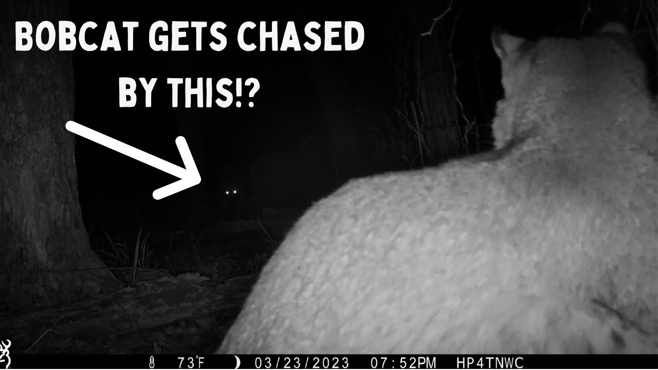 March 2023 Trail Cam Highlights!