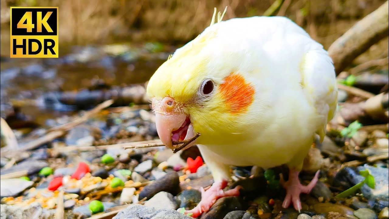 ASMR Bird Eating: Lutino Cockatiel Munching by the River (1 Hour of Pure Bliss)