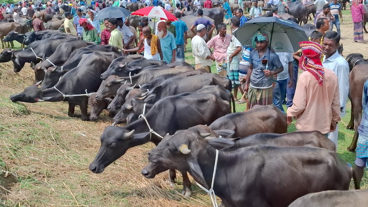 আজ ১৩/৯/২৫ | মহিষের বাচ্চার উড়াধুয়া কেনাবেচা হচ্ছে!  সবচেয়ে ছোট ছোট মহিষের বাচ্চার দাম | কাহারোল হাট