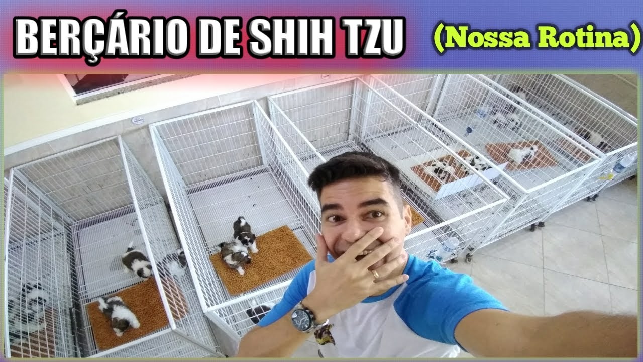 Berçário e Rotina com os filhotes de Shih tzu
