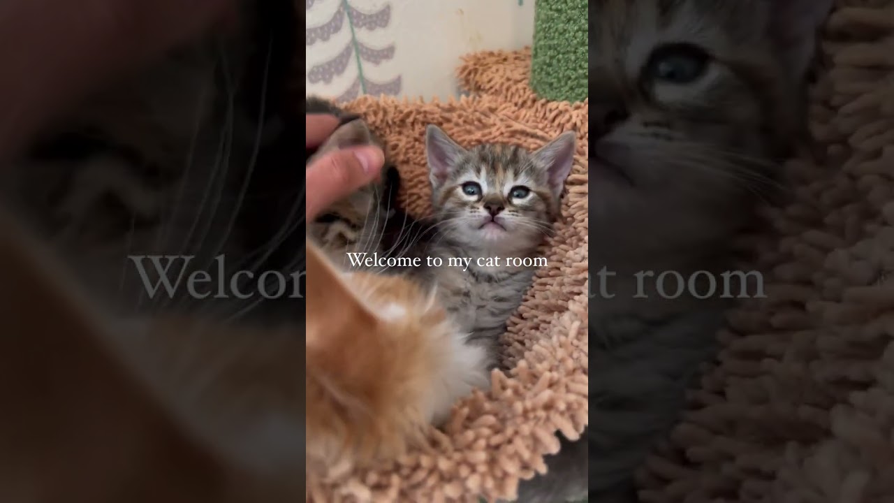 Inside the cat room I built for the foster kittens