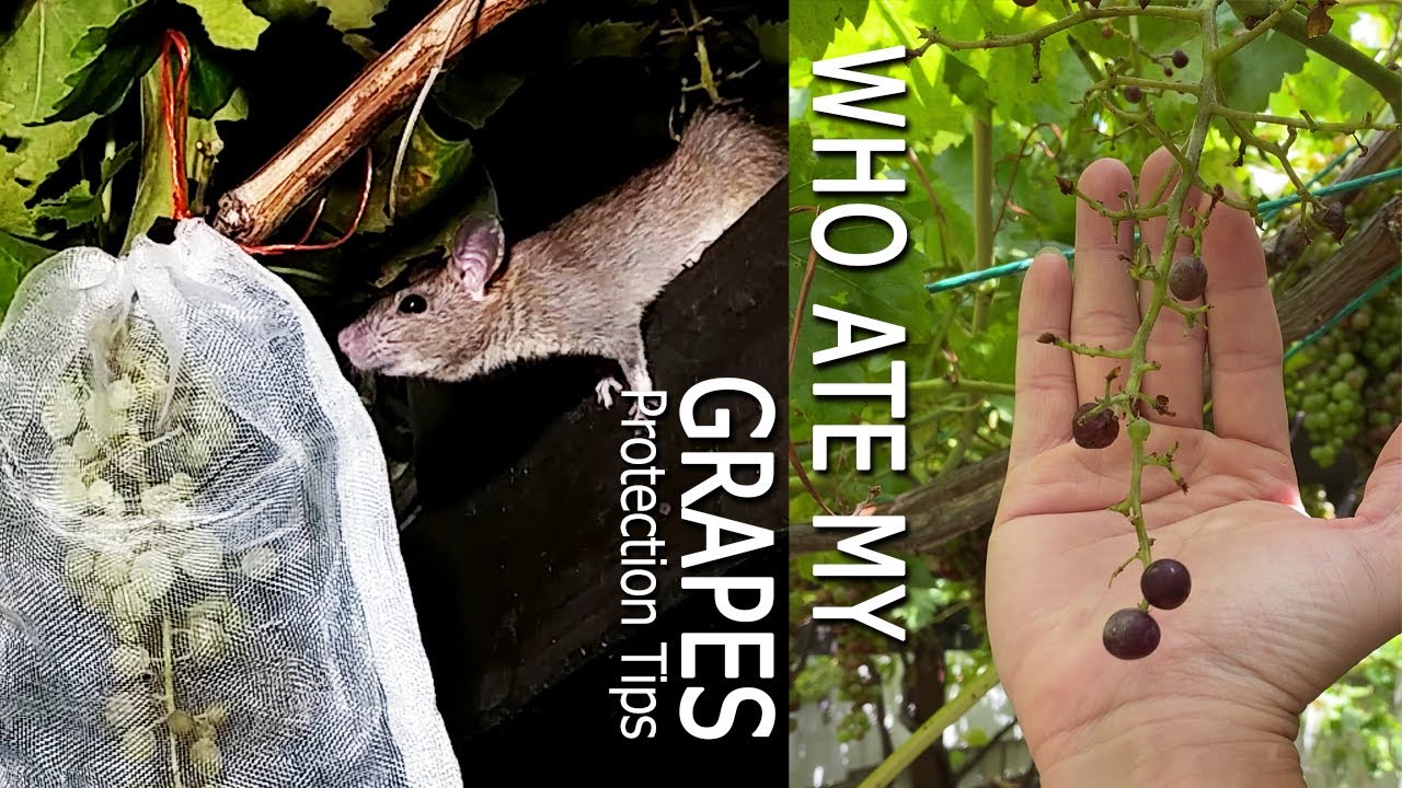 [4K] How to Grow Grapes, Pest Control Against Rats and Birds, Rats Stealing Fruits Caught on Camera