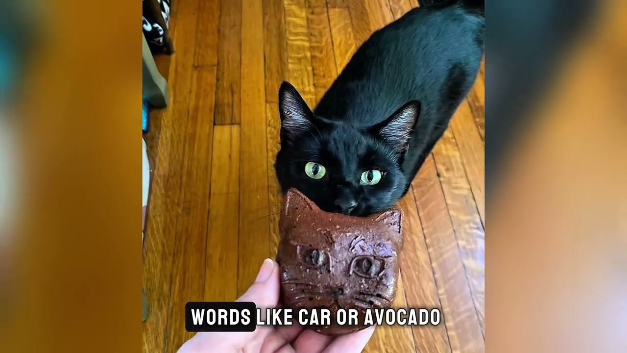 The Rescue Cat Who Can’t Stop Talking to His Mom Everyday