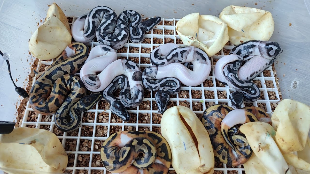 Éclosion #1 (Saison 2025) PIEBALD AXANTHIC VPI 💣💥