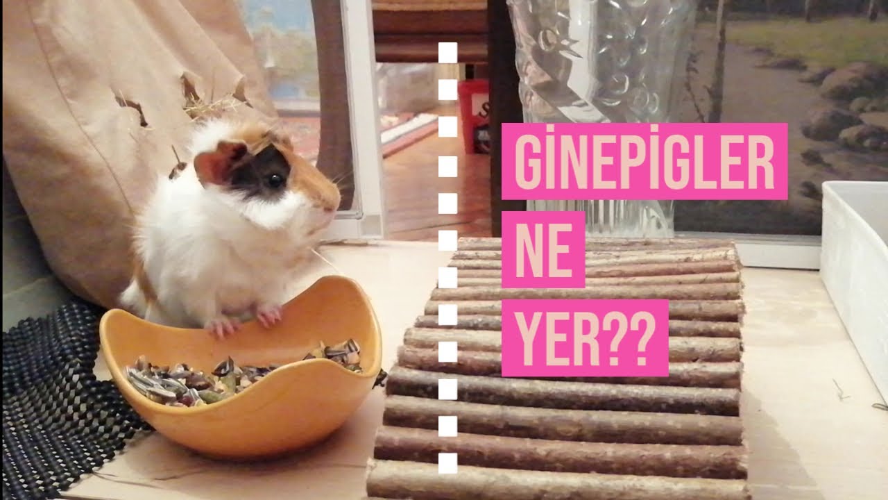Ginepigler Ne Yer?? / Ginepig Beslenmesi / Ginepig Diyeti Temel Beslenme