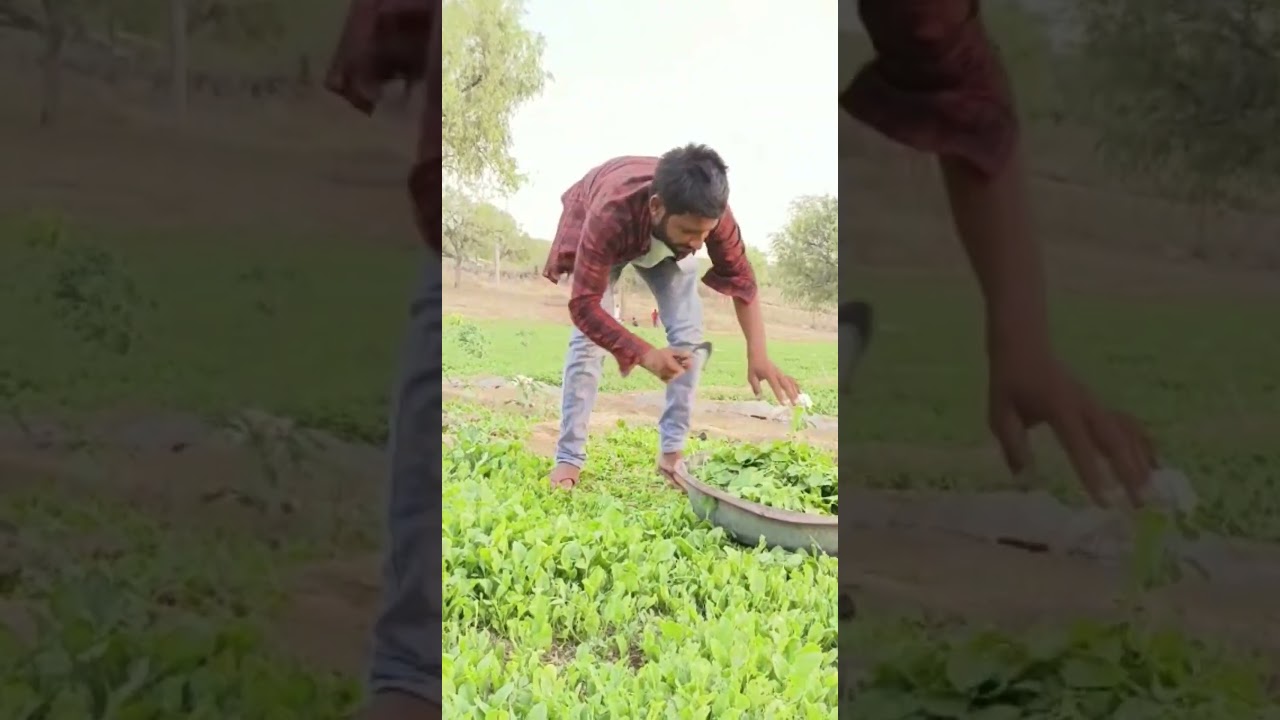 vegetable cating @farmya #satisfying #farmya #farmer #short
