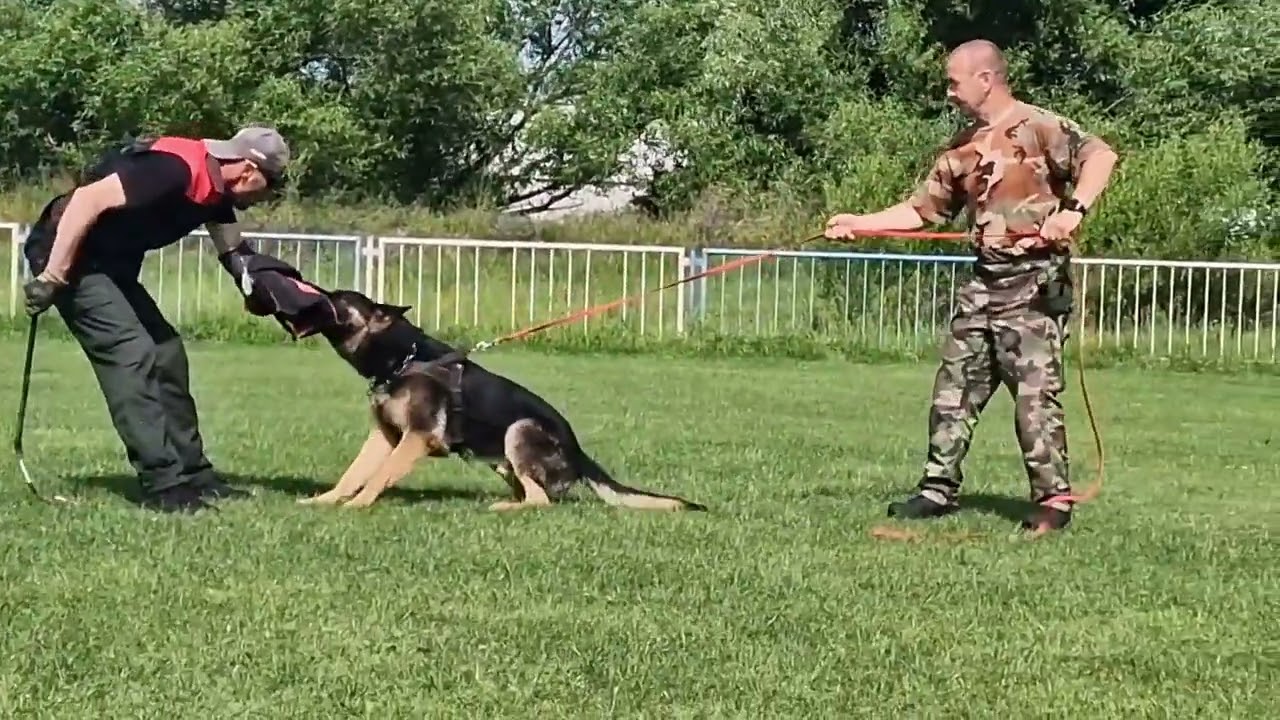 Rex - protection work