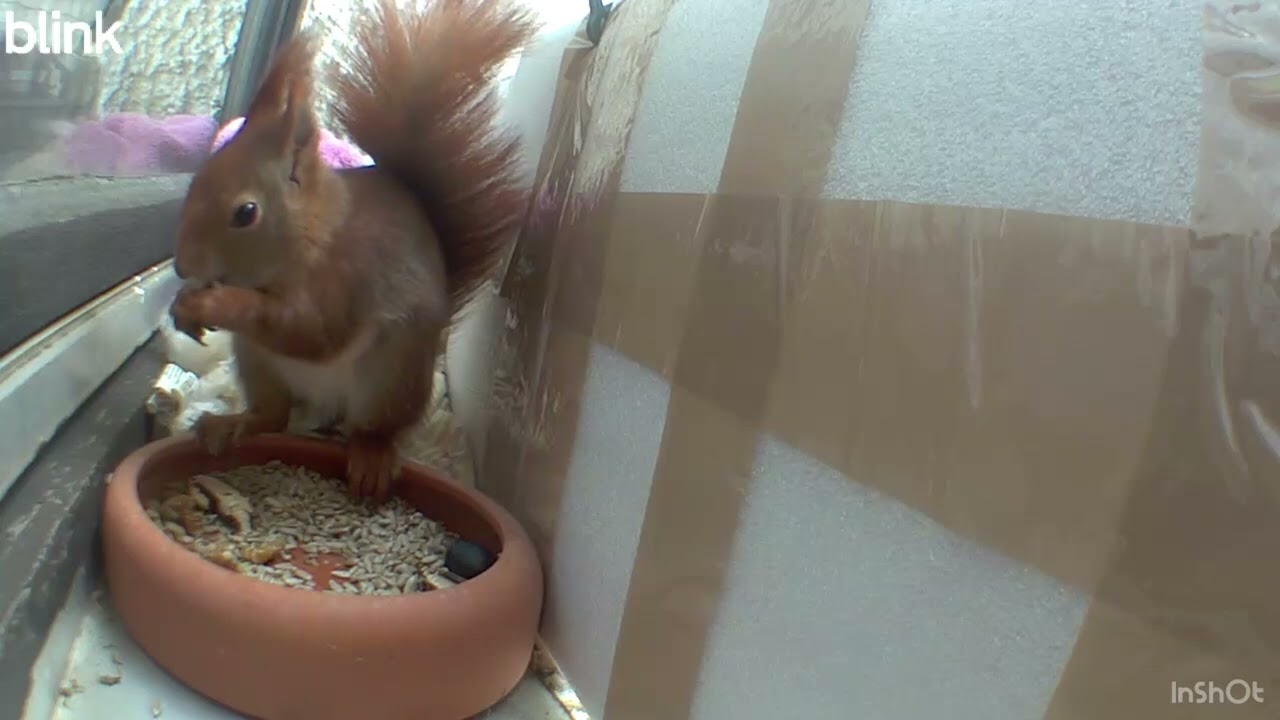 Eichhörnchen Speedy - 02.03.2026  / Squirrel Speedy - 02.03.2026