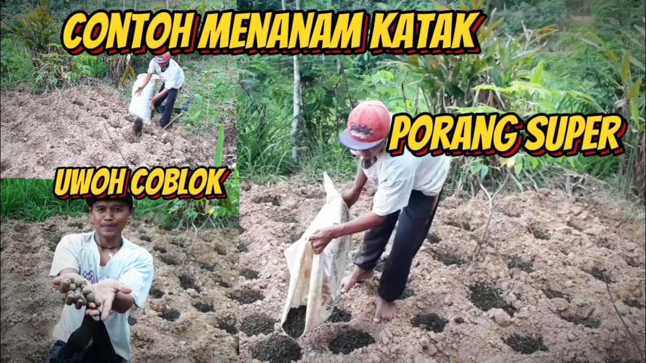 CONTOH NANAM KATAK  # HEMAT PUPUK KANDANG