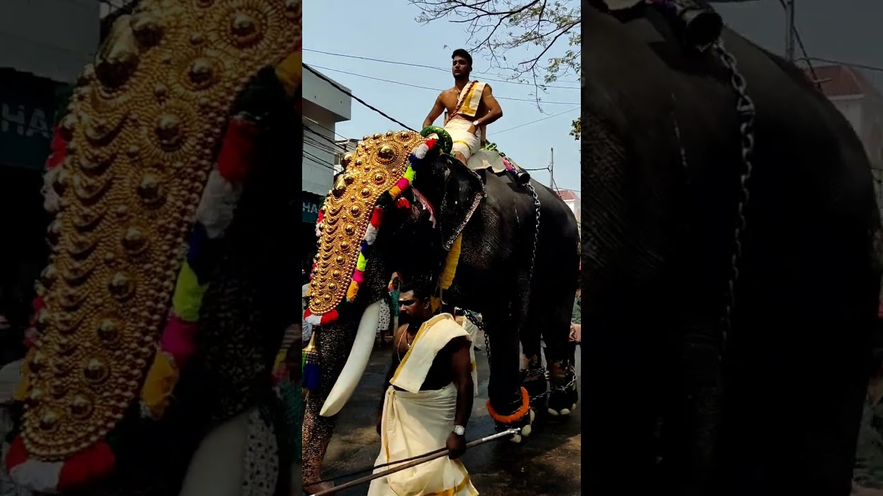 kodungallur thalapoli 2026 നാലാം ദിവസം കൊടുങ്ങല്ലൂർ താലപ്പൊലി 2026 അമ്മയുടെ തിടമ്പ് അച്യുതൻകുട്ടി🦣