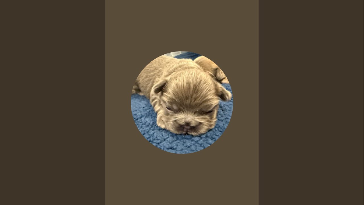 Puppy playtime 4 week old French bulldog puppies