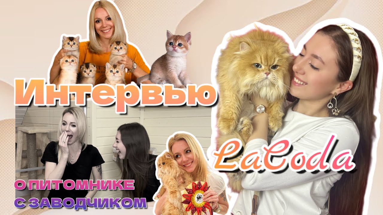 Интервью с заводчиком питомника LaCoda |  Откровения | Истрия создания | Рекомендации по уходу | 🐈