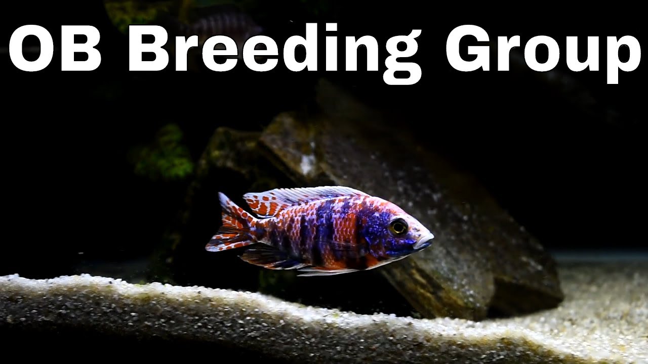 OB Peacock Breeding Group