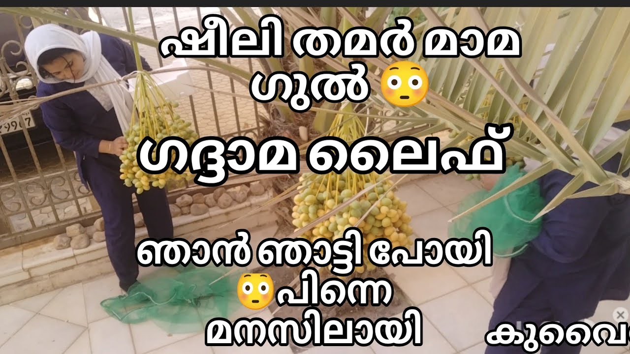ഗദ്ദാമ ലൈഫ്  കേട്ടറിഞ്ഞതെയുള്ളൂ അനുഭവിച്ചറിഞ്ഞു#glfjobs #gadamadya #home #gathamandir #kuwait #tr