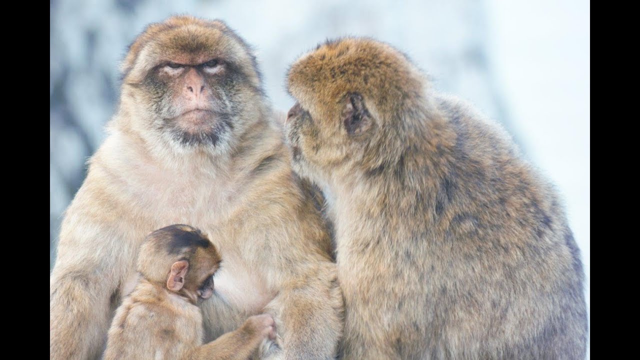 Gibraltar – wildlife and heritage