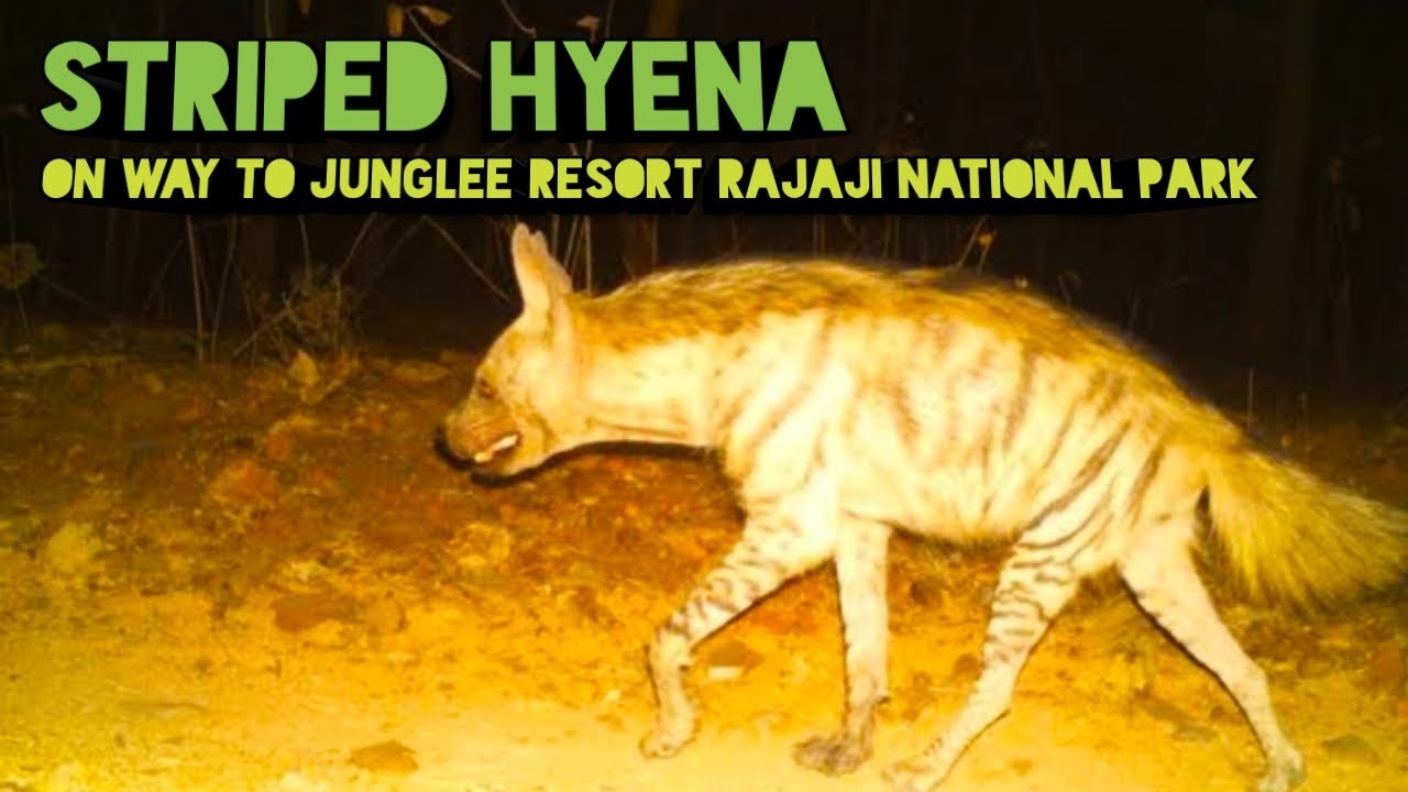 Striped Hyena On Road | Onway To Junglee Resort Rajaji National Park | Rajaji National Park #hyena