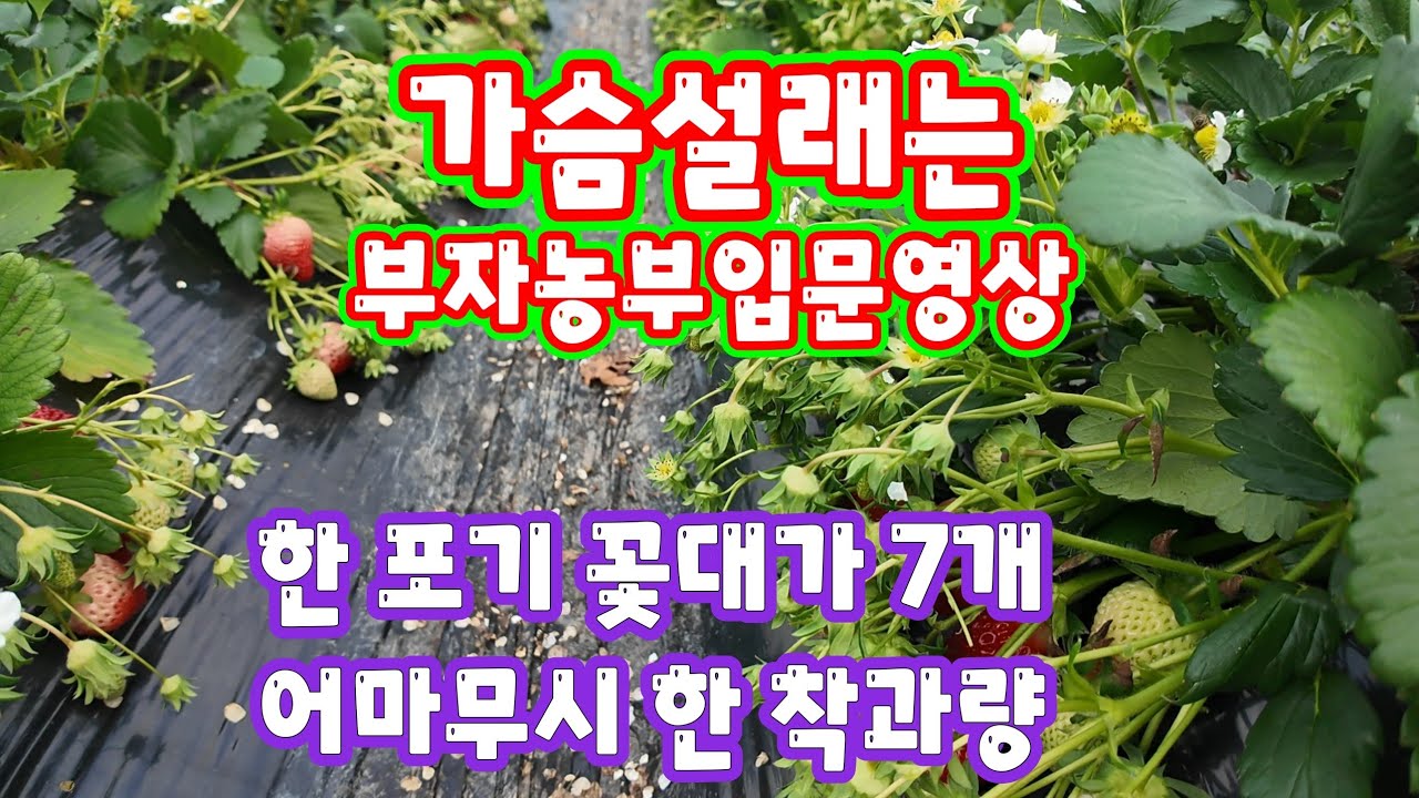 294)밀양딸기 3편 한 포기 꽃대가 7개 어마어마한 착과량과 고품질 딸기생산 생생현장 설명 #딸기다수확#부자농부