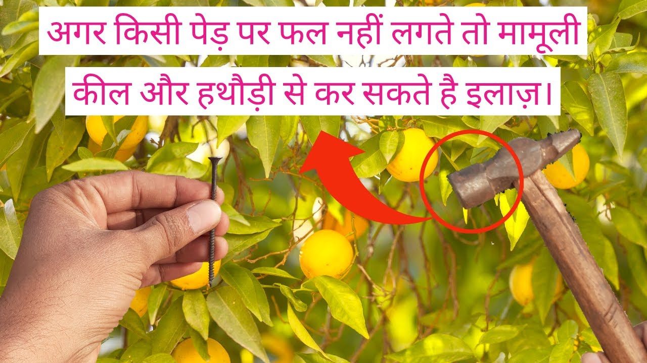 मामूली कील के इस्तेमाल से पौधे पर आयेंगे अनगिनत फल। ये जबरदस्त तकनीक आपने शायद पहले नहीं सुनी होगी।