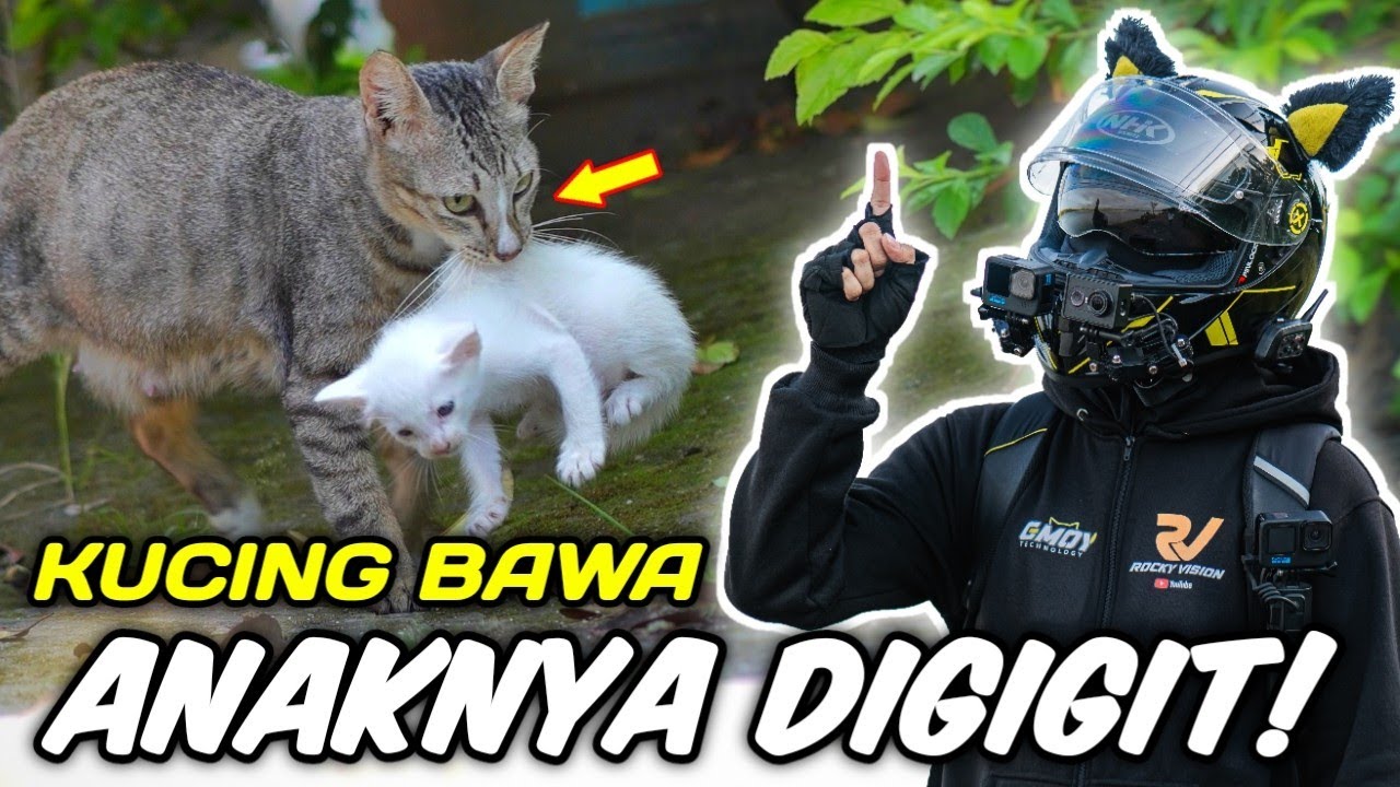 BEGINI CARA INDUK KUCING MEMBAWA ANAKNYA