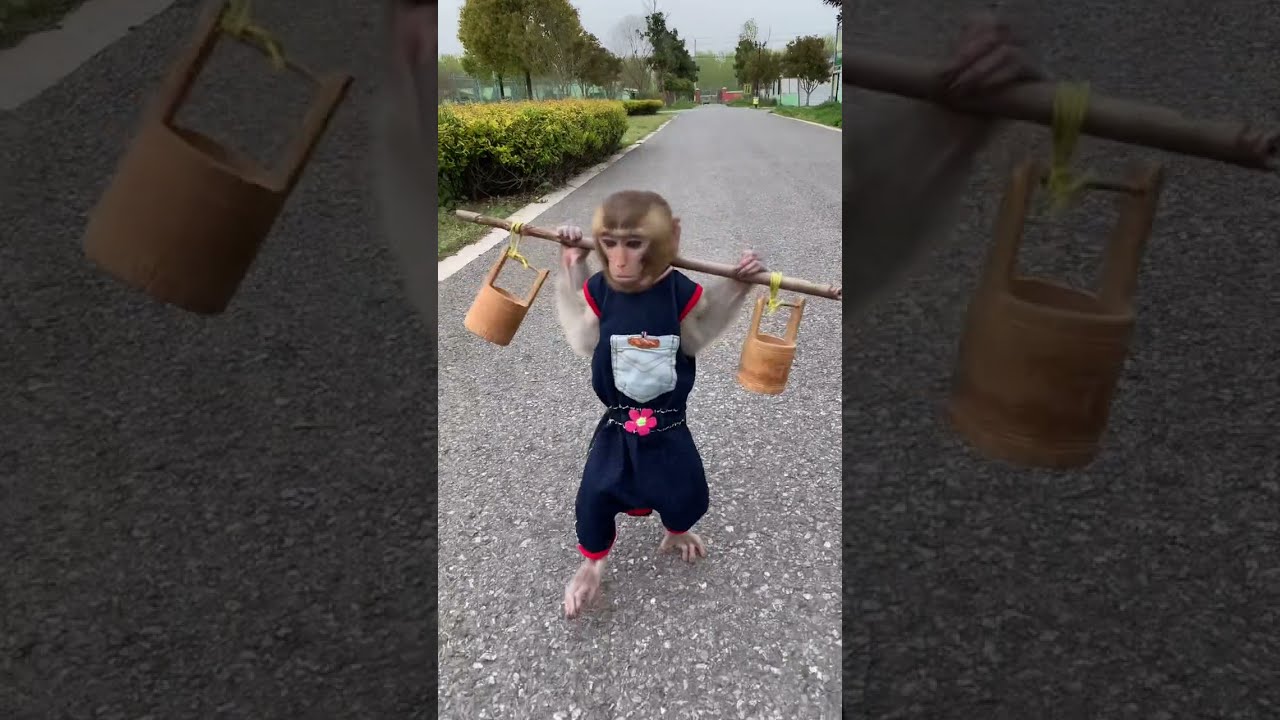 Best Monkey Baby monkey Animals monkeys Cute Monkey videos #Shorts 154