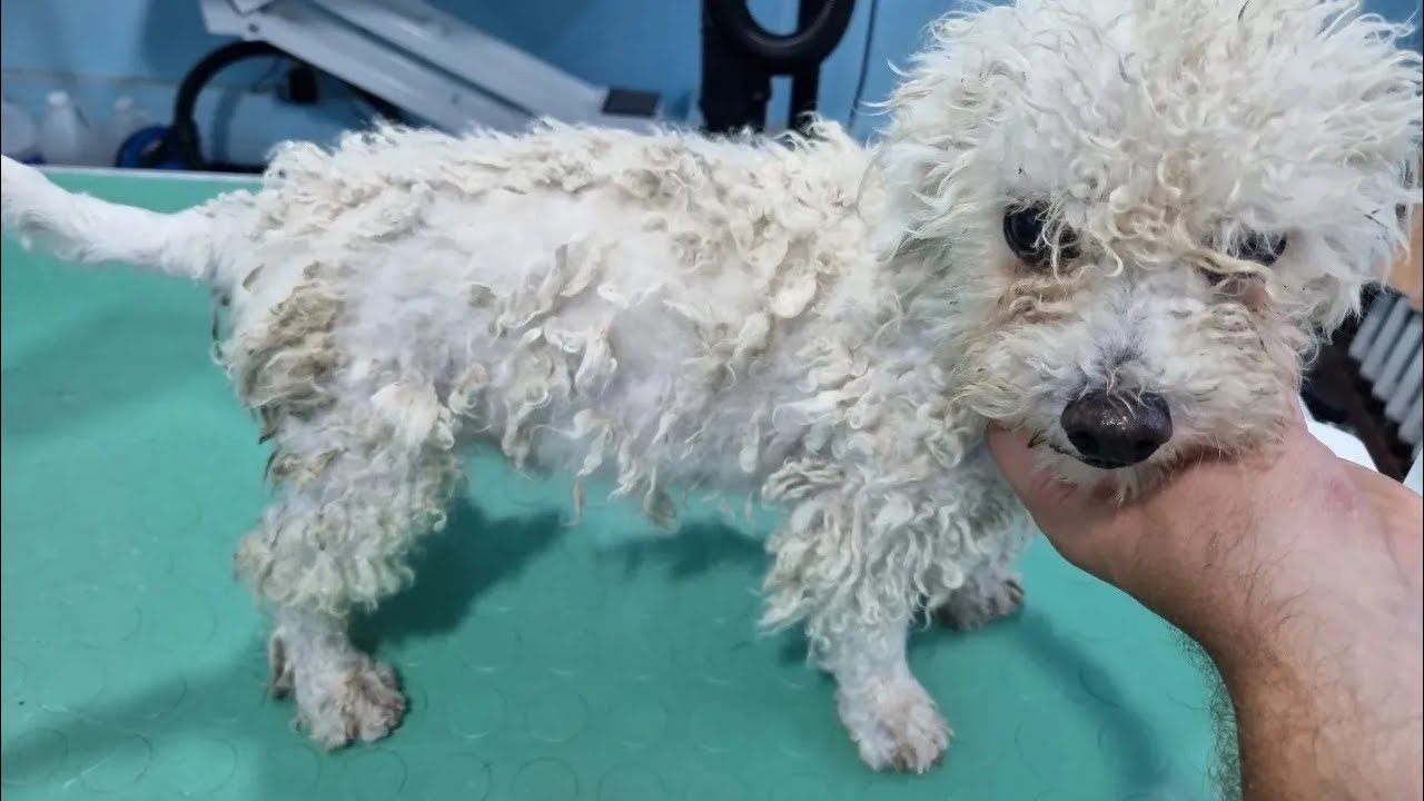 Grooming A Matted Bichon
