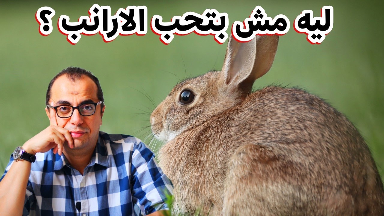 الارانب || هل الارانب افضل من الدجاج في القيمة الغذائية