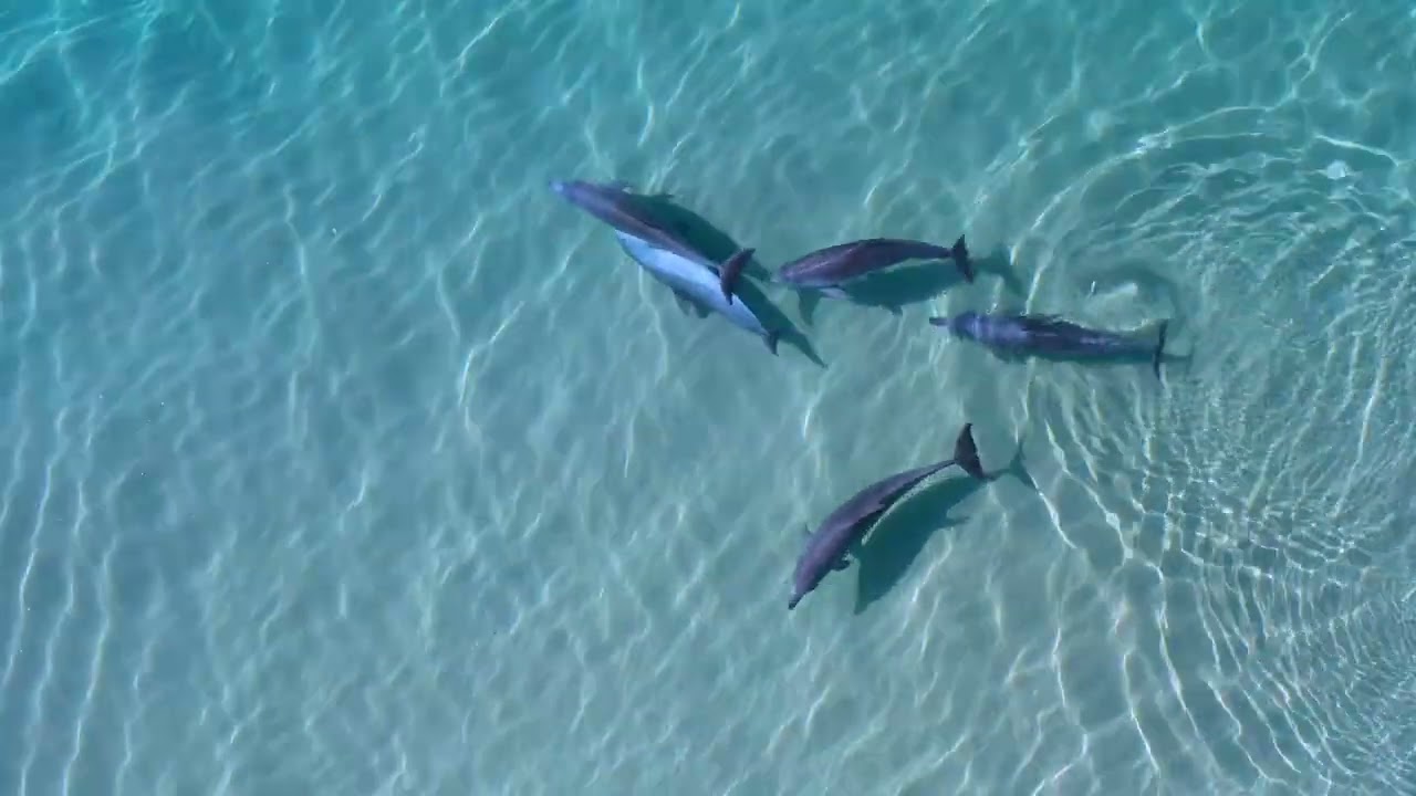 4k Dolphins Tallow Beach, Byron Bay