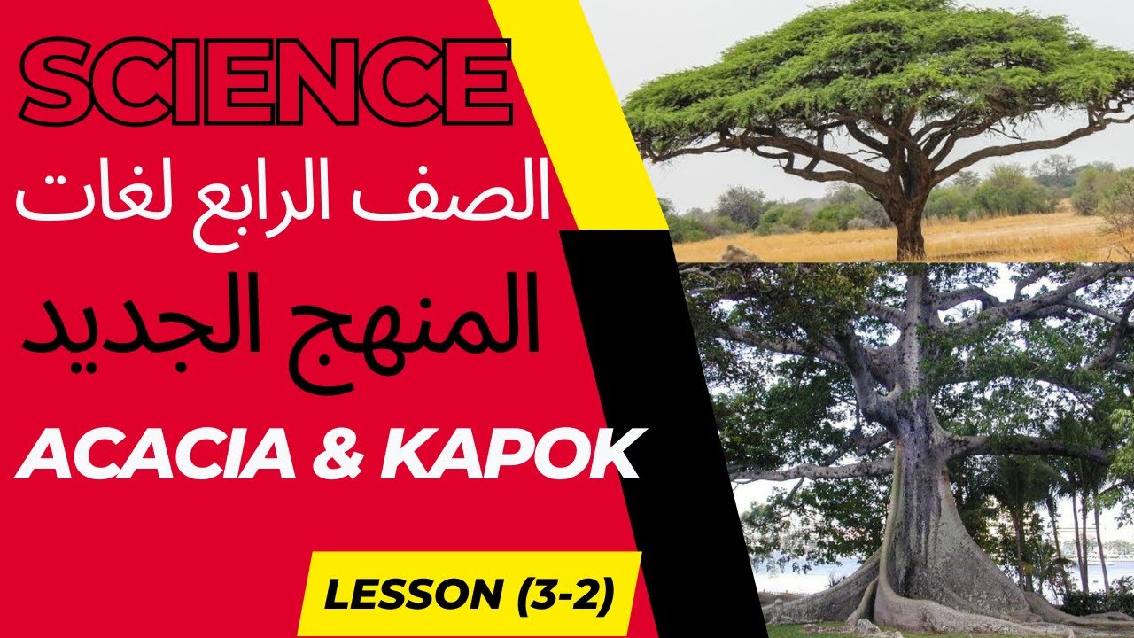 Science Grade 4 I Lesson 3-2 I Acacia Tree - ساينس الصف الرابع الابتدائى
