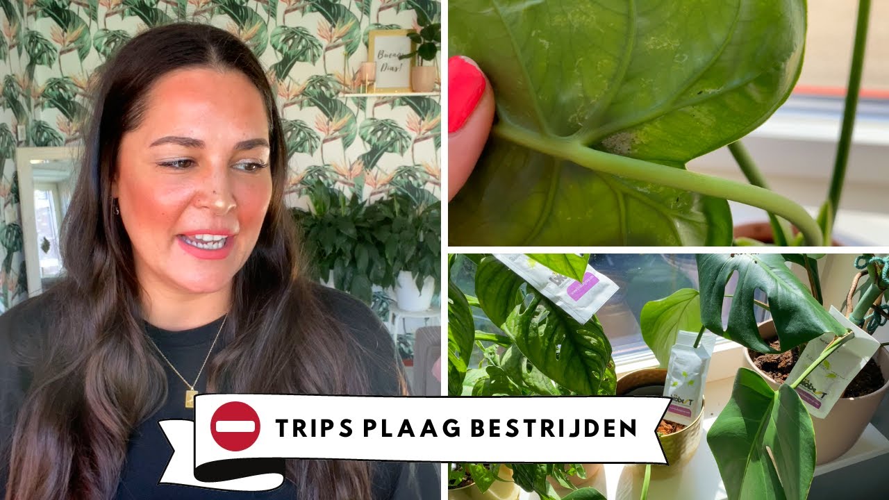 Trips Plaag Bestrijden: Tips Tegen Trips & Zo Kom Je Van Je Trips Plaag Af | Melissa Aarssée