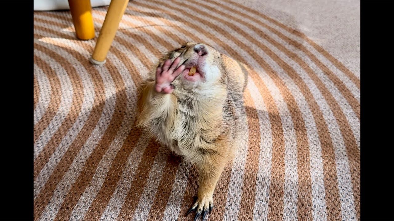 Poppy the Prairie Dog is doing a LIVESTREAM!