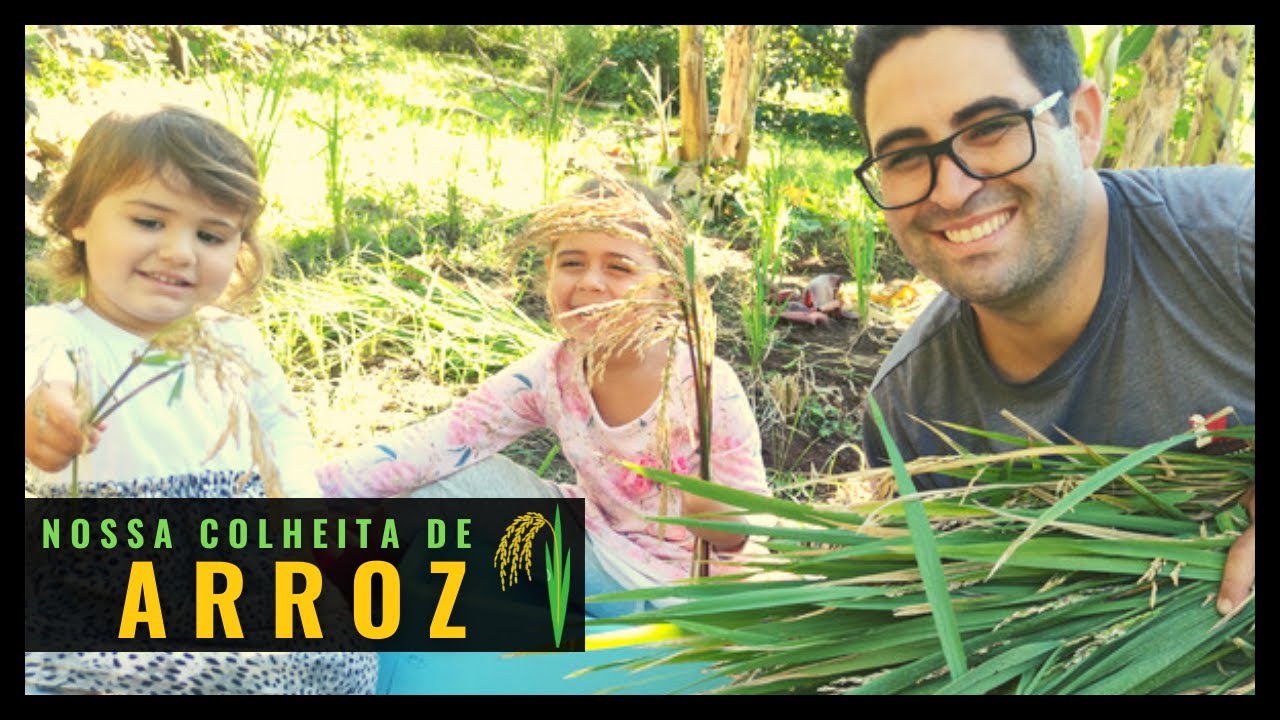 COMO SE COLHE ARROZ / CULTIVO / PRODUÇÂO E ARMAZENAGEM / Parte 01