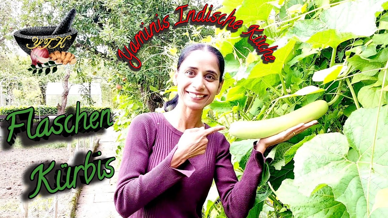 Häufig Verwendetes Indisches Gemüse | Flaschenkürbis | Bottle Gourd | Dudhi Bhopla | Garten Arbeit