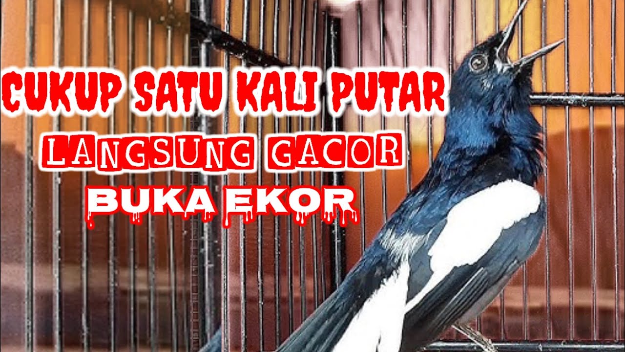 CUKUP SATU KALI PUTAR LANGSUNG IKUT GACOR NEMBAK NEMBAK DENGAN PANCINGAN BURUNG KACER