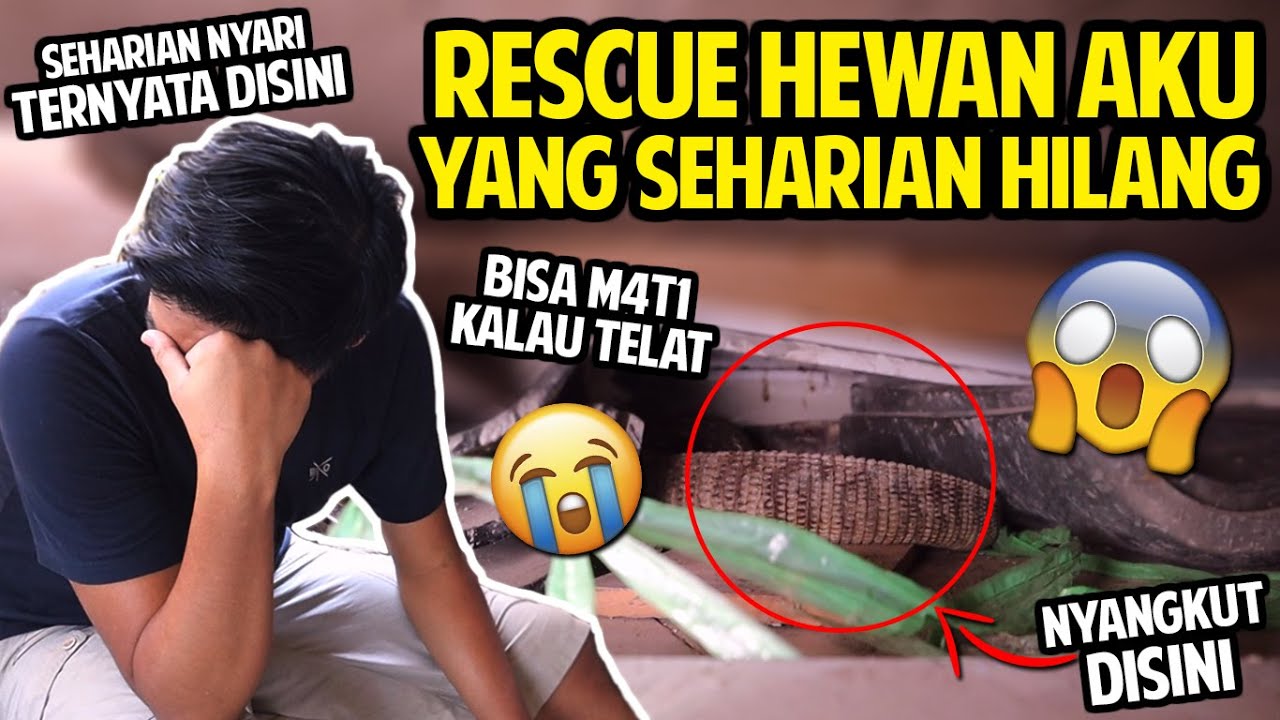 RESCUE HEWAN AKU YANG SEHARIAN HILANG! TERNYATA ADA DISINI! BISA M4T1 KALAU TELAT DIRESCUE!