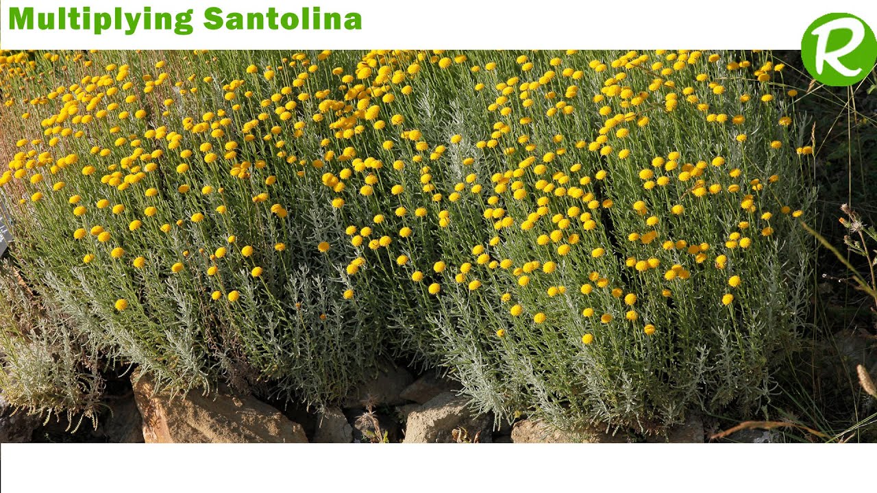 Multiplying Santolina