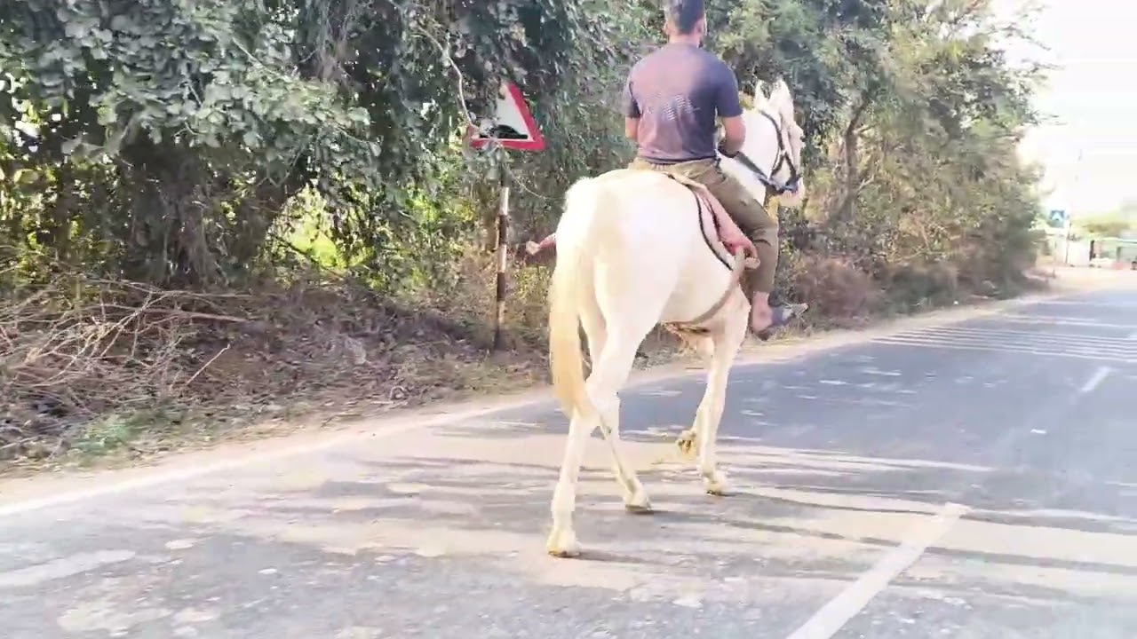 RAEES running🐎#trending #trendingshorts#vairalvideo#song #sorts#reels#youtubeshorts#horse#animals#yt