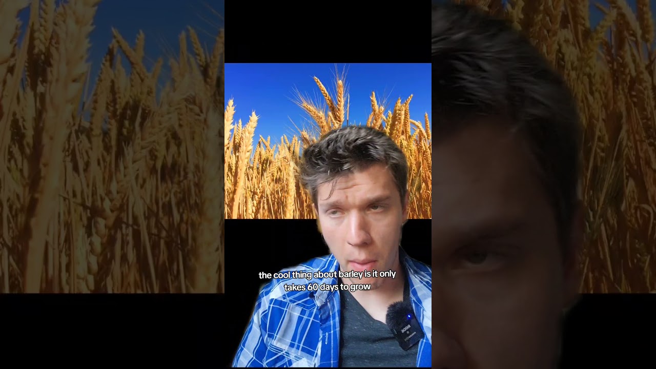 Культуры, необходимые для выживания: ячмень и рожь #усадьба