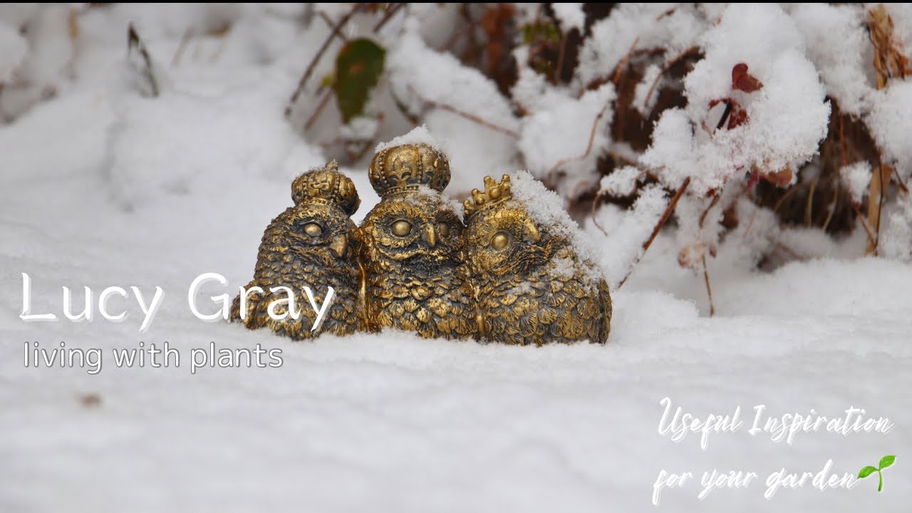 【白銀世界】雪に覆われたLucyGrayの様子をご紹介/雪の日の園芸店vlog