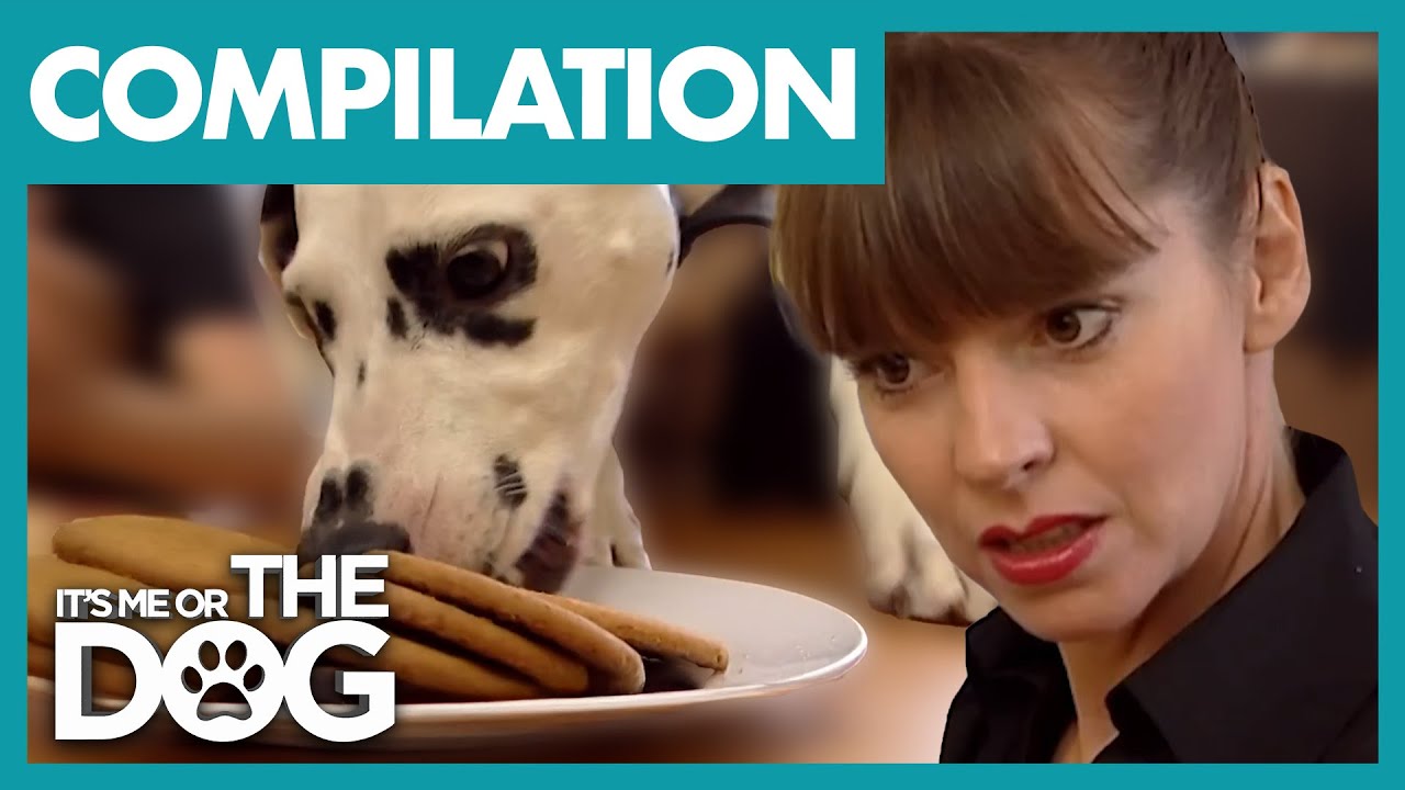 Victoria Stilwell’s Most Incredible Behavioural Transformations | COMPILATION | It's Me Or The Dog