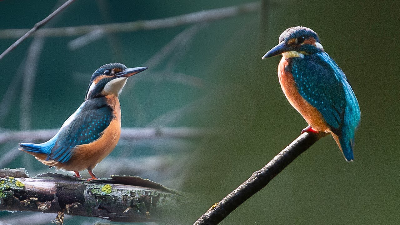 This is how I Find and Photograph Common Kingfisher - POV Wildlife and Bird Photography