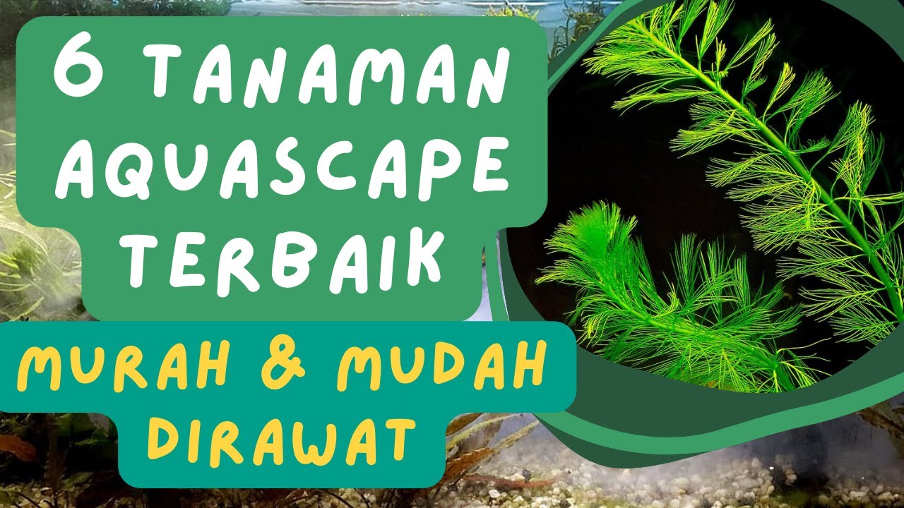6 Tanaman Hias Aquascape Murah dan Mudah Dirawat | Tips Aquascape