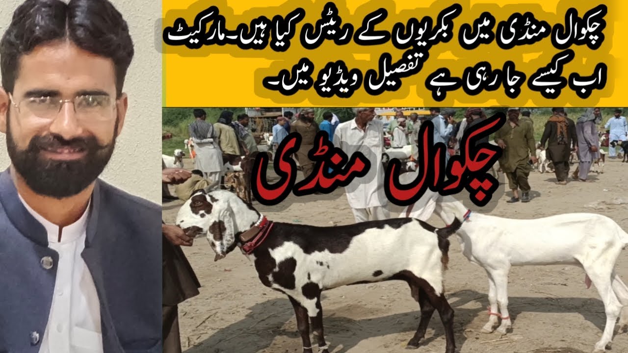 Chakwal mandi me Goats price information. 0313 5535040         17august 2023.