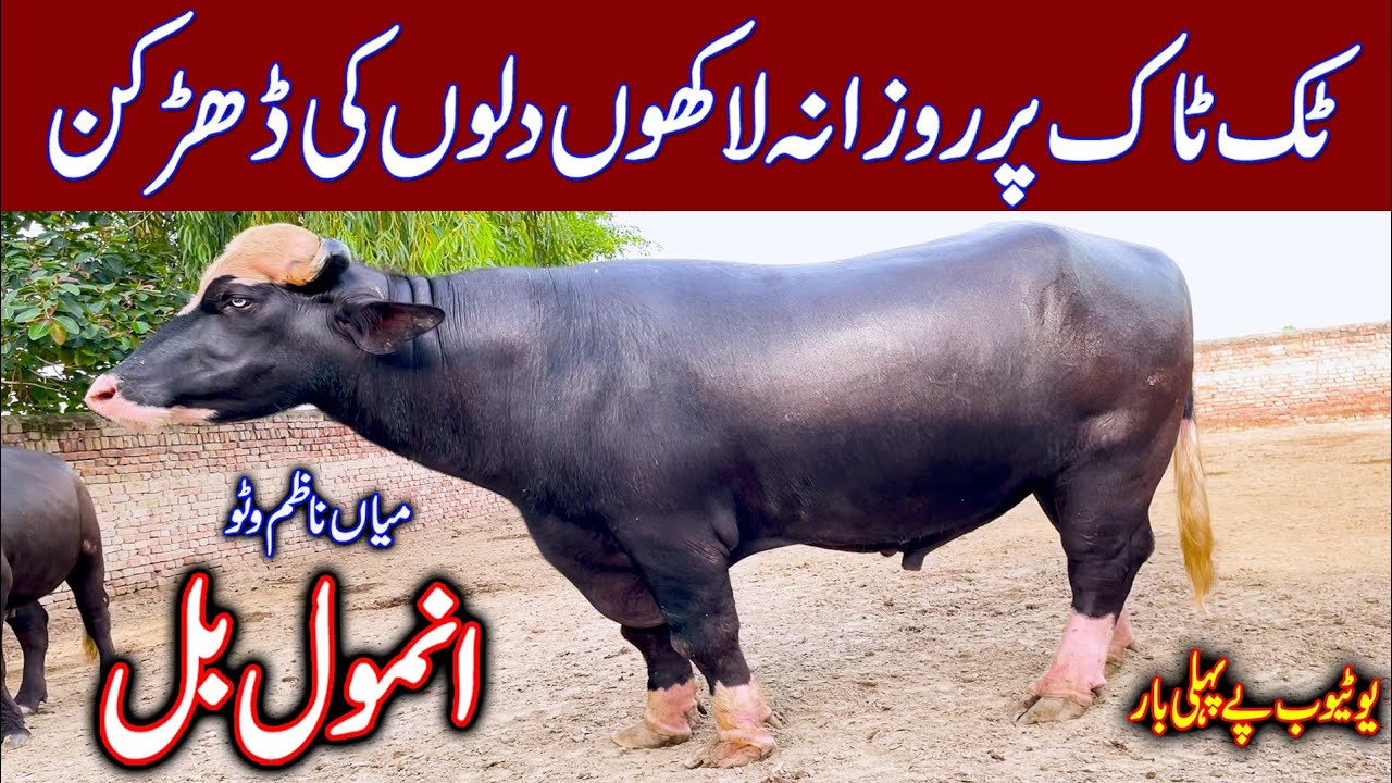 Anmol bull Tik tok World famous | pure nili Anmol bull | buffalo | buffalo farming | pure nili 