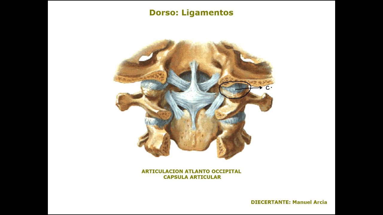 DORSO III: ARTICULACIONES Y LIGAMENTOS