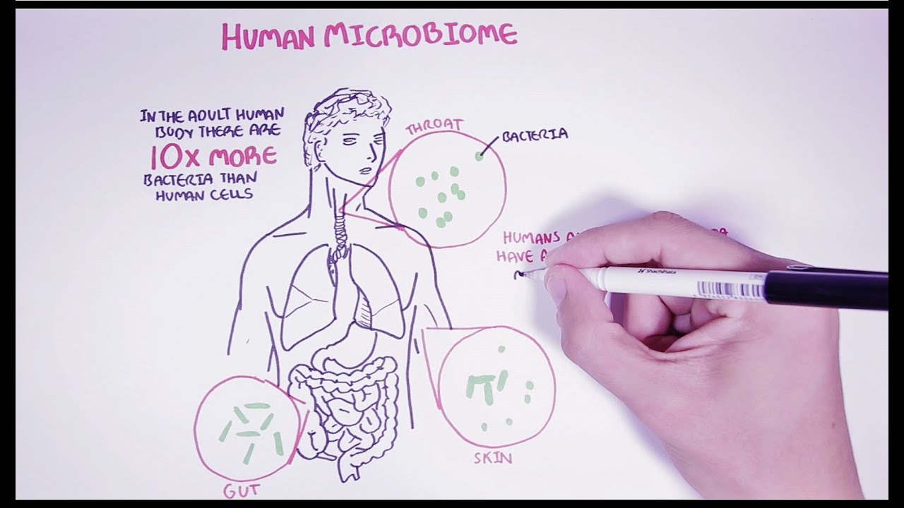 Hungry Microbiome: Gut Microbiome