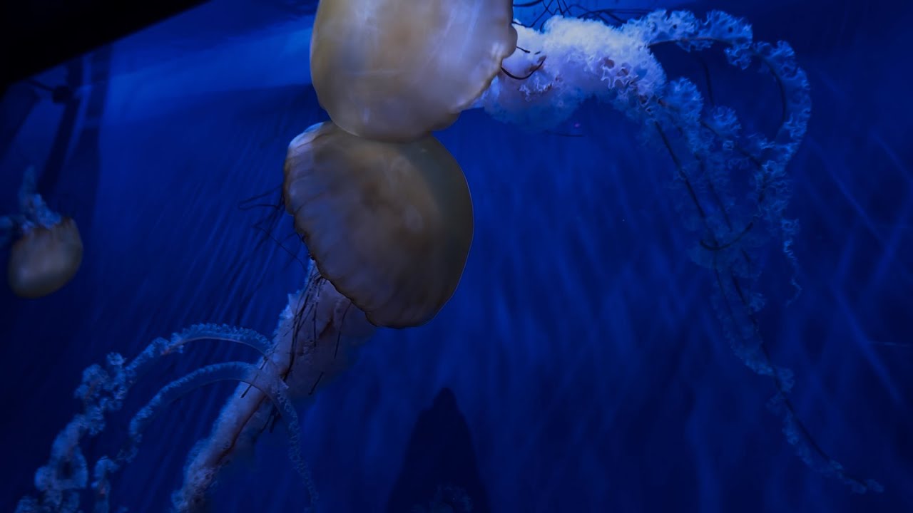 Date At The Aquarium. (Cinematic video)