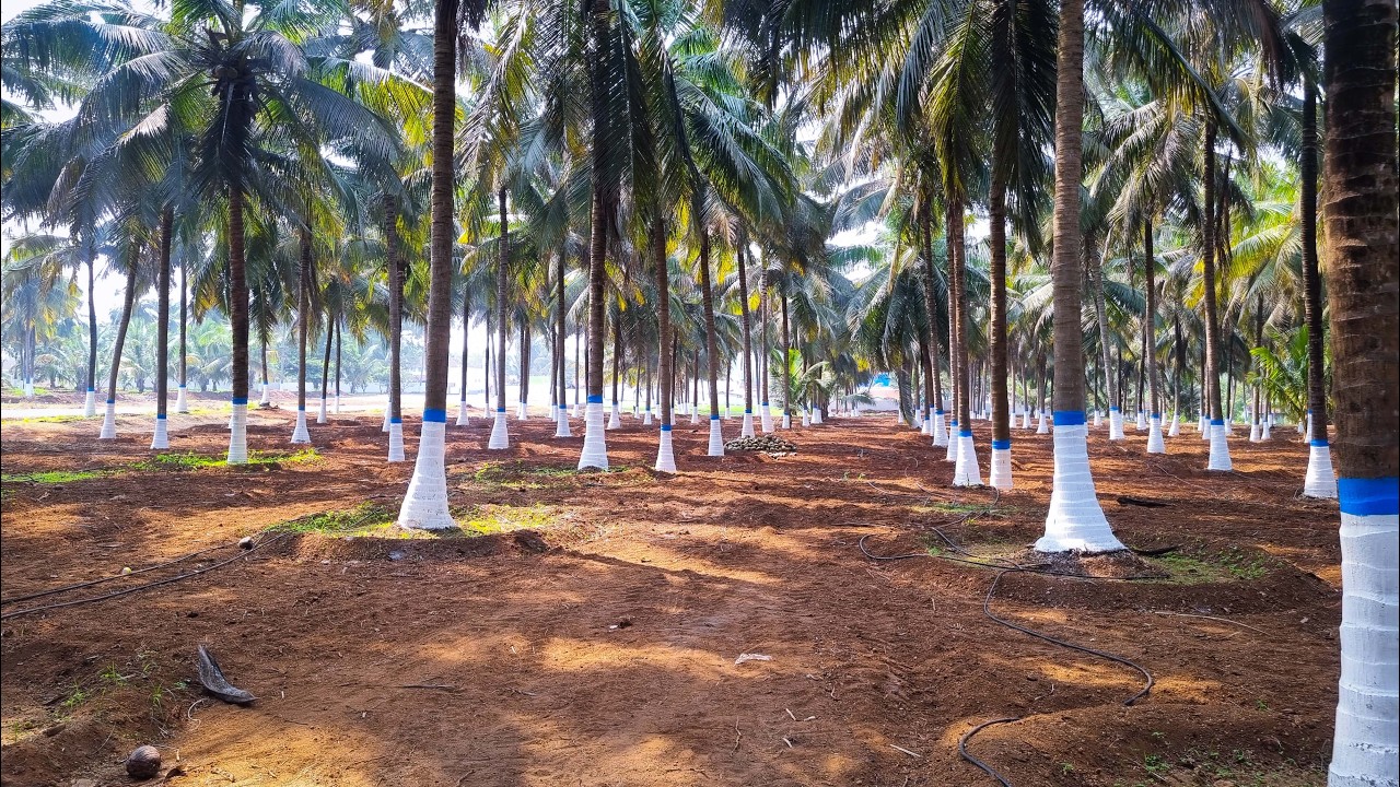 🌴 25 Cents Coconut Farm for Sale – Sulakal, Coimbatore | 3kms from cbe to Pollachi Bypass #land